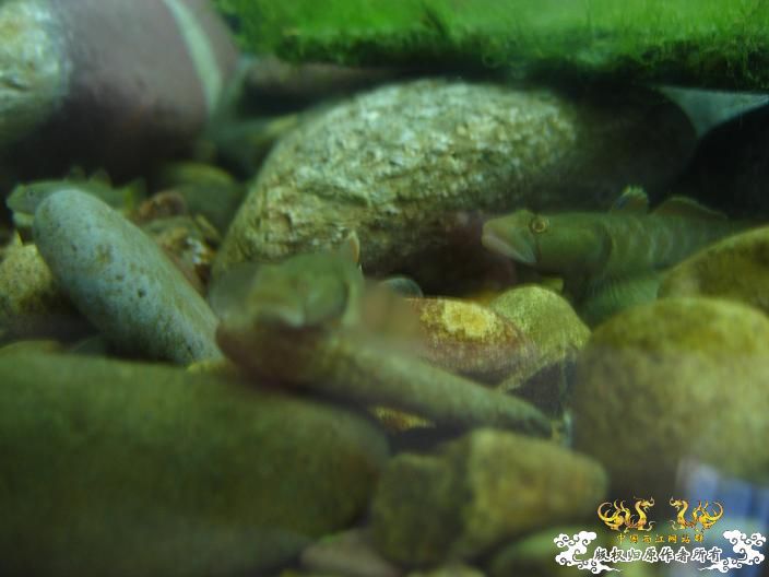 响应鸟总号召----------我的旁鮍,虾虎乱石缸。 响应鸟总号召----------我的旁鮍,虾虎乱石缸。