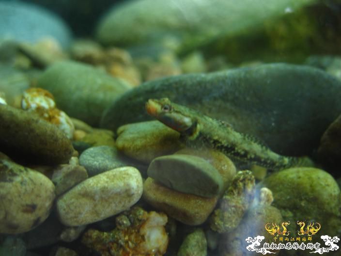 响应鸟总号召----------我的旁鮍,虾虎乱石缸。 响应鸟总号召----------我的旁鮍,虾虎乱石缸。