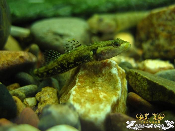 响应鸟总号召----------我的旁鮍,虾虎乱石缸。 响应鸟总号召----------我的旁鮍,虾虎乱石缸。