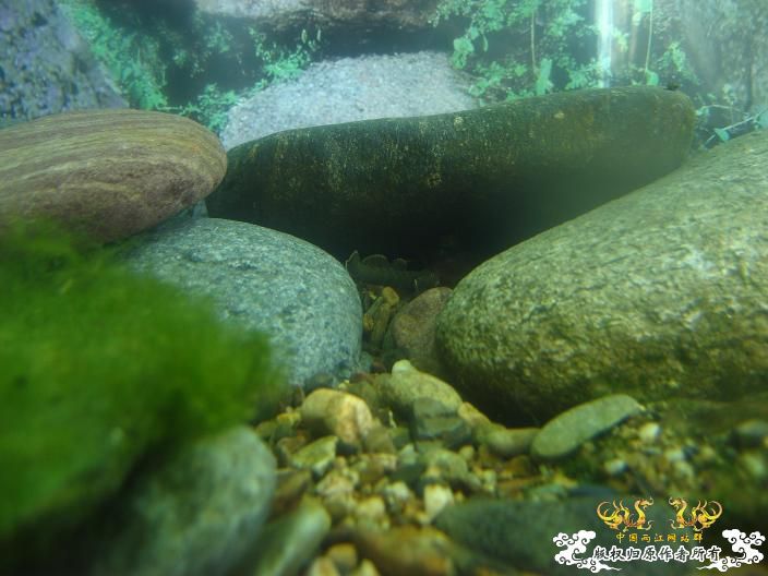 响应鸟总号召----------我的旁鮍,虾虎乱石缸。 响应鸟总号召----------我的旁鮍,虾虎乱石缸。