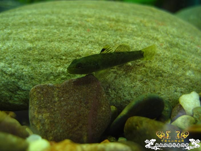 响应鸟总号召----------我的旁鮍,虾虎乱石缸。 响应鸟总号召----------我的旁鮍,虾虎乱石缸。