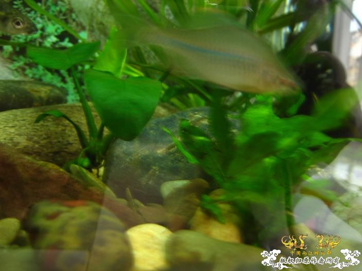 响应鸟总号召----------我的旁鮍,虾虎乱石缸。(增加了一些局部图片) 响应鸟总号召----------我的旁鮍,虾虎乱石缸。(增加了一些局部图片)