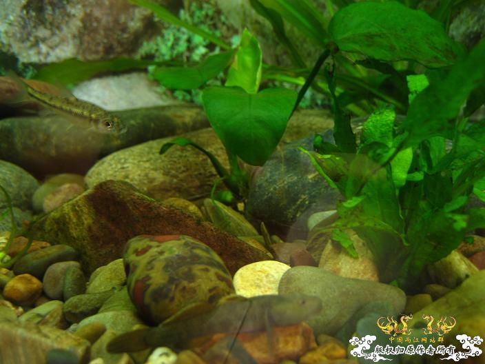 响应鸟总号召----------我的旁鮍,虾虎乱石缸。(增加了一些局部图片) 响应鸟总号召----------我的旁鮍,虾虎乱石缸。(增加了一些局部图片)