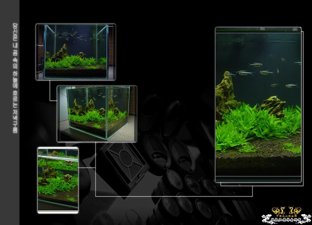 响应鸟总号召--原生造景缸（转）