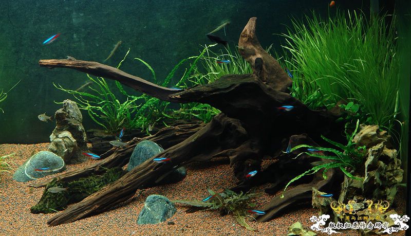 响应鸟总号召--原生造景缸（转）