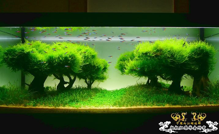 响应鸟总号召--原生造景缸（转）