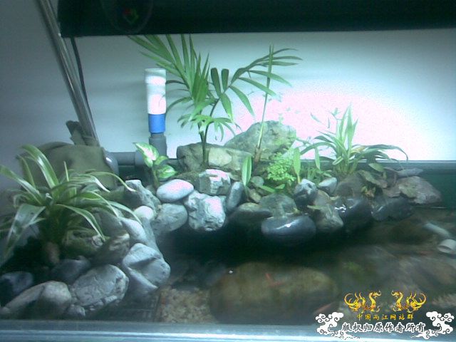 [原创]池塘一角