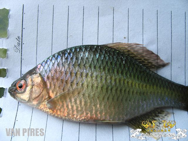 SP，还是SP