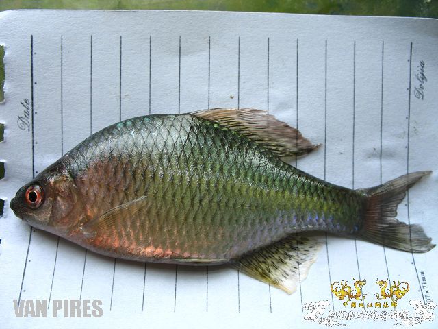 SP，还是SP