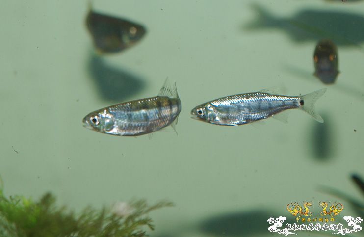 丽色低线猎（幼）