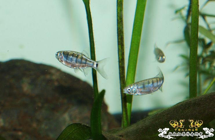 丽色低线猎（幼）