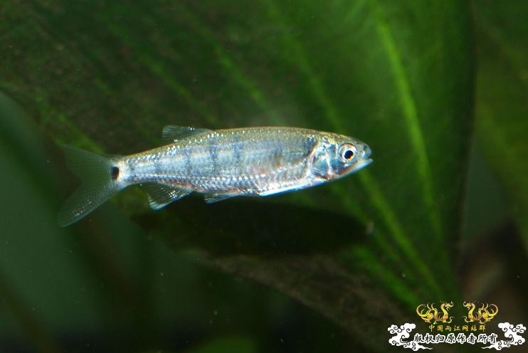 丽色低线猎（幼）