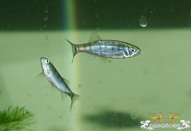 丽色低线猎（幼）