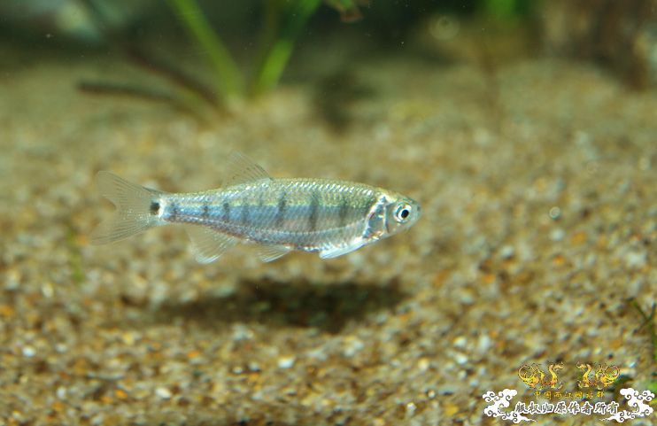 丽色低线猎（幼）