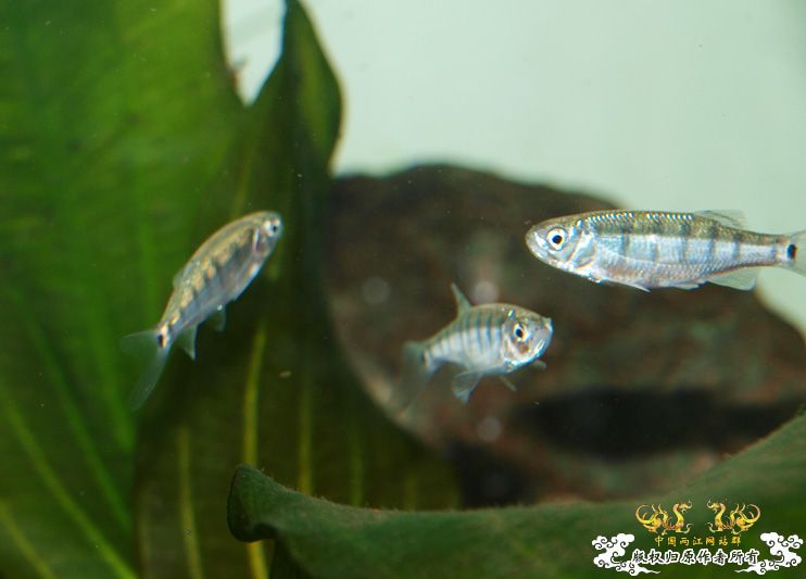 丽色低线猎（幼）