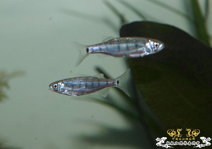 丽色低线猎（幼）