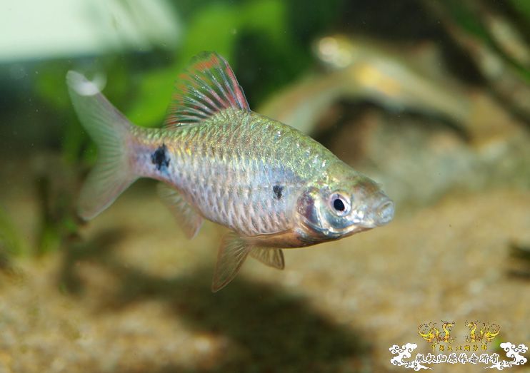 养了一年多的异斑小巴