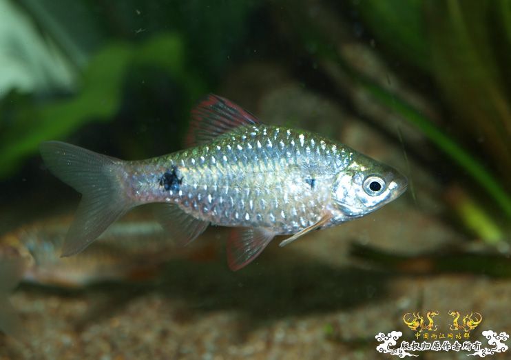 养了一年多的异斑小巴