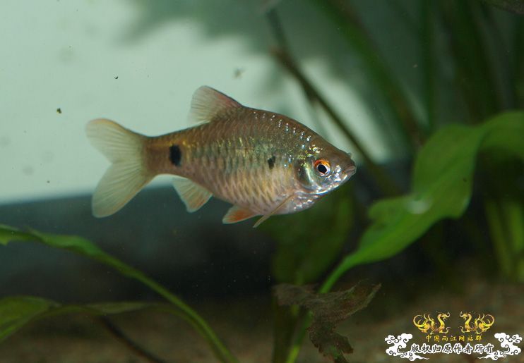 养了一年多的异斑小巴