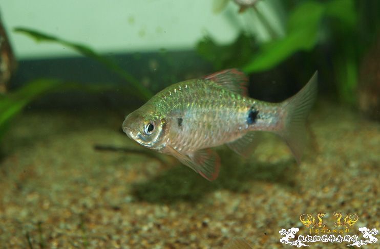 养了一年多的异斑小巴