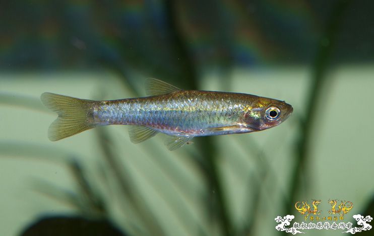 拟细鲫是否？？？？