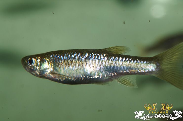 拟细鲫是否？？？？