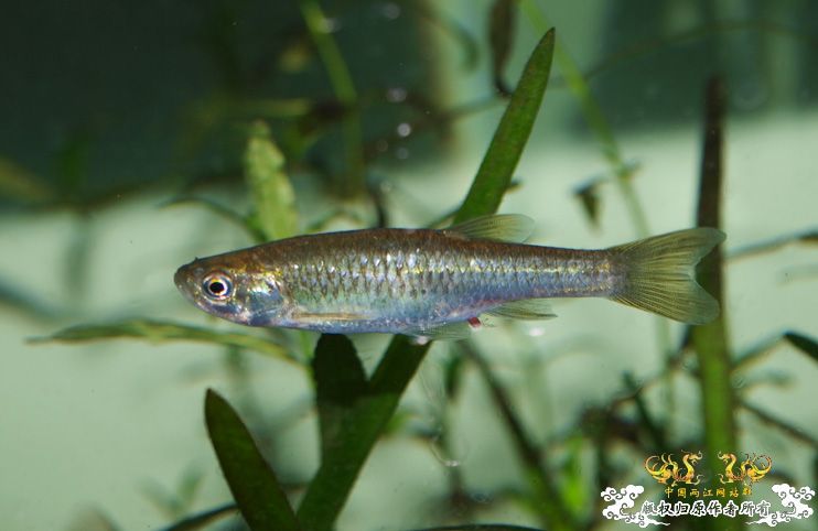 拟细鲫是否？？？？