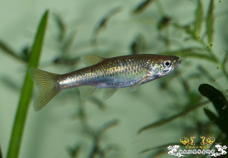 拟细鲫是否？？？？