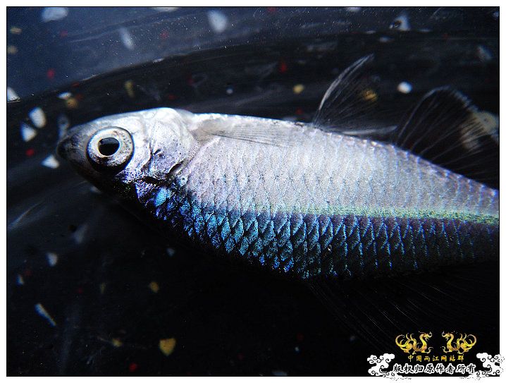 婀娜的身姿,绚烂的体色