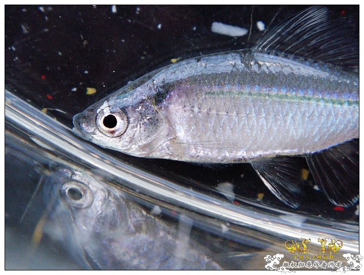 婀娜的身姿,绚烂的体色