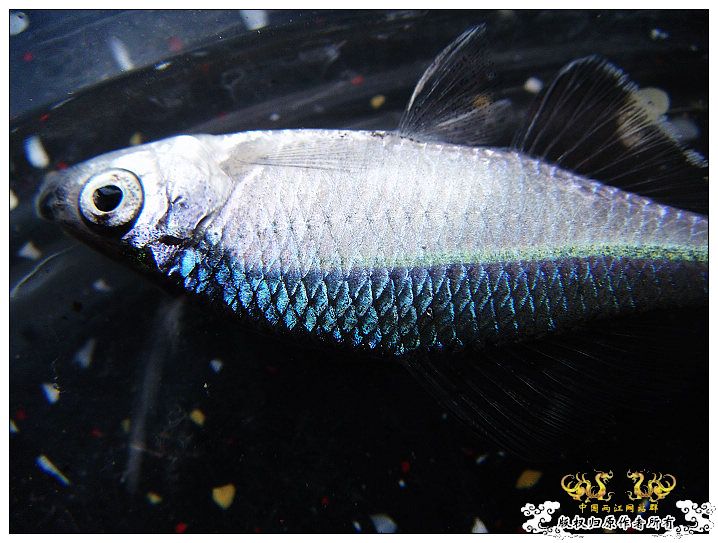 婀娜的身姿,绚烂的体色