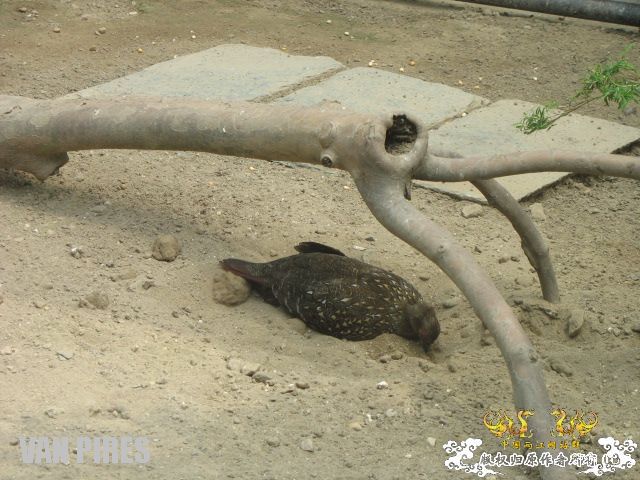 上海动物园4－这些是什么？是鸡＿＿＿＿吧！