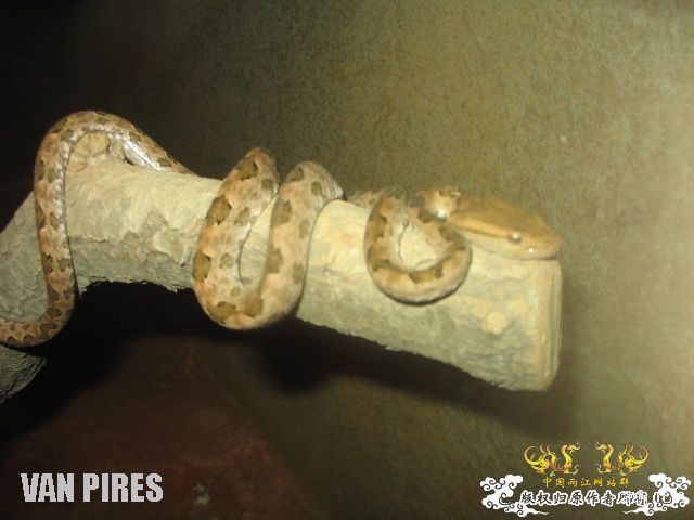 上海动物园3－依旧混乱的爬虫馆