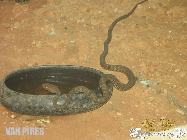 上海动物园3－依旧混乱的爬虫馆