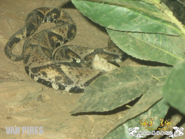 上海动物园3－依旧混乱的爬虫馆