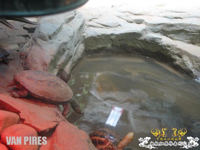 上海动物园3－依旧混乱的爬虫馆