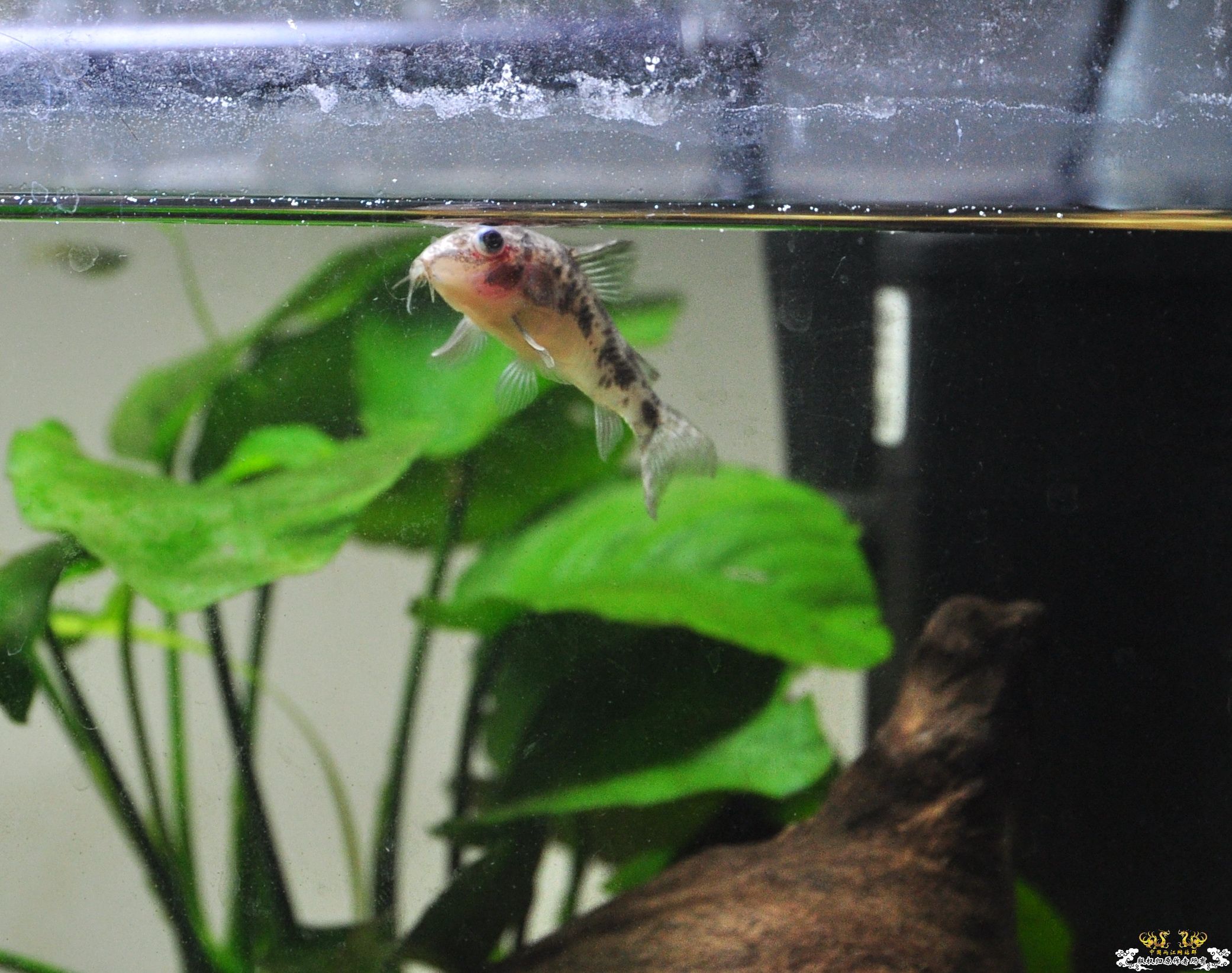 [求助]小老鼠忽然无法下沉，浮起来了。身上有伤