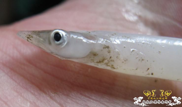松花江银鱼