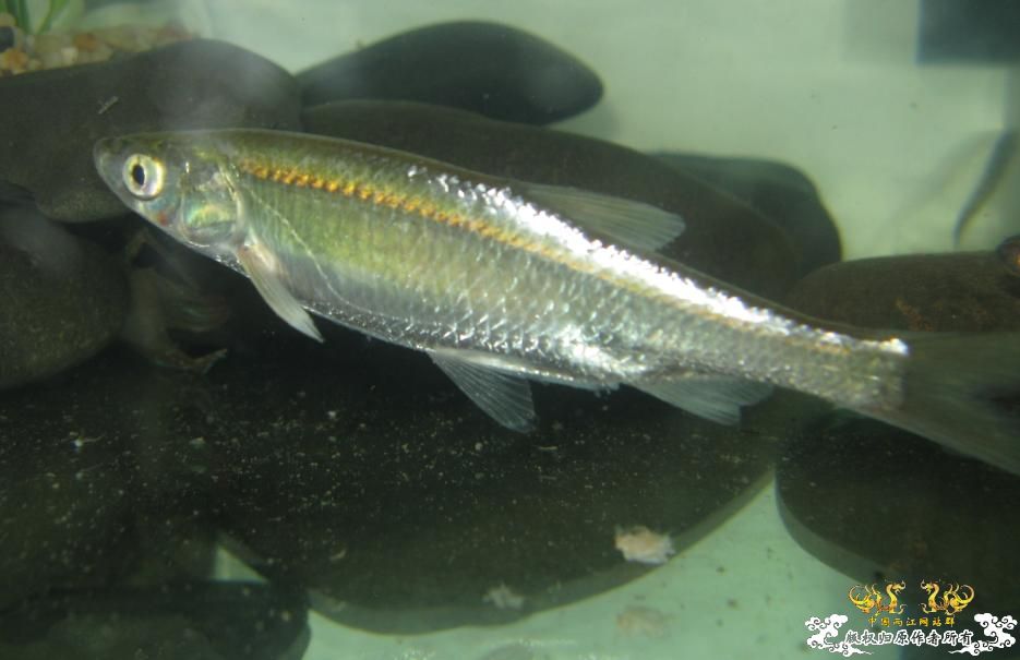 松花江银鱼