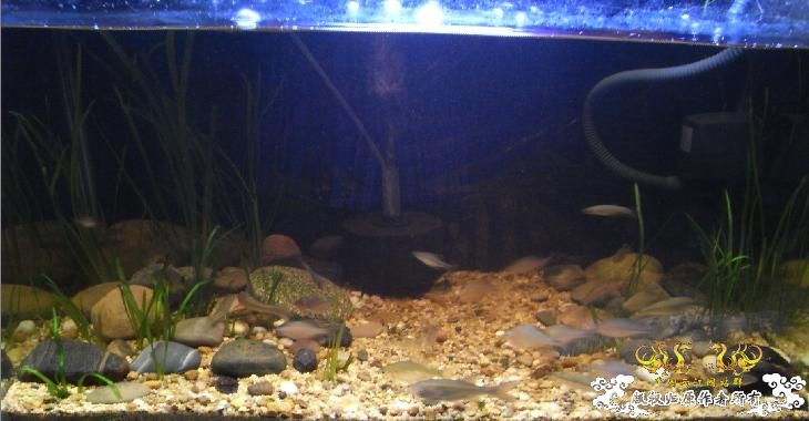 听鸟总话，缸翻了下