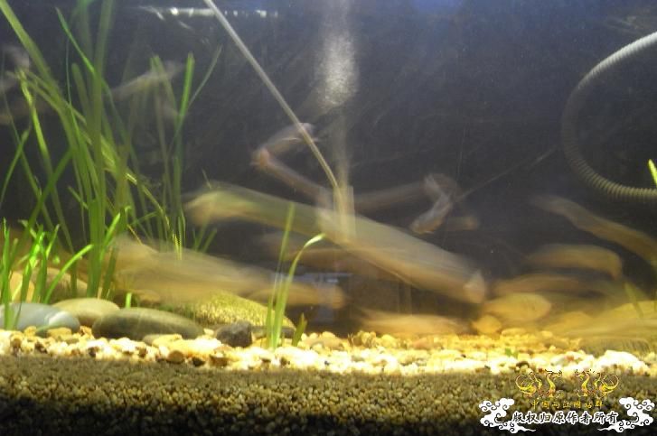 听鸟总话，缸翻了下