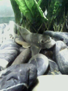 [原创]鲶鱼缸,以及某非原生物种