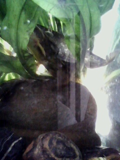 [原创]鲶鱼缸,以及某非原生物种