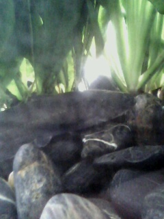 [原创]鲶鱼缸,以及某非原生物种
