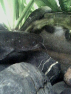 [原创]鲶鱼缸,以及某非原生物种