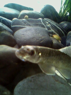 [原创]鲶鱼缸,以及某非原生物种