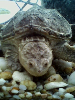 [原创]鲶鱼缸,以及某非原生物种