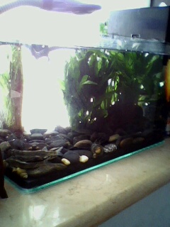 [原创]鲶鱼缸,以及某非原生物种