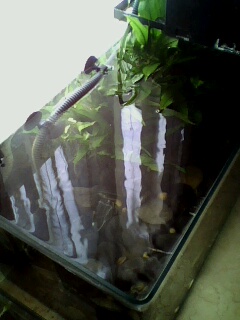 [原创]鲶鱼缸,以及某非原生物种