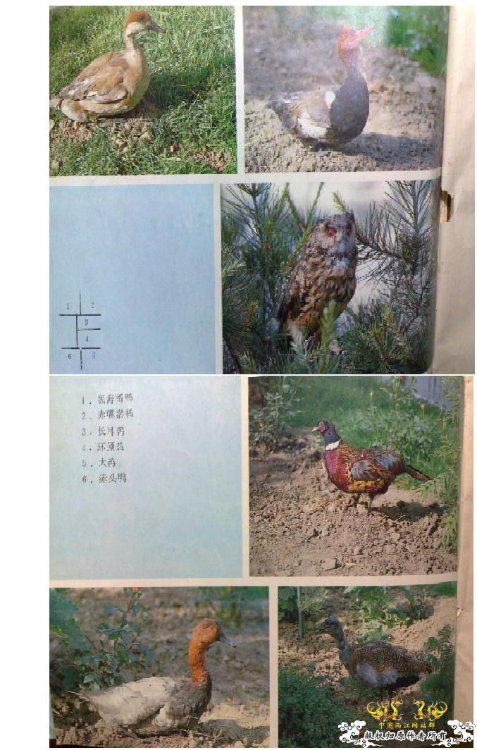 意外收获！